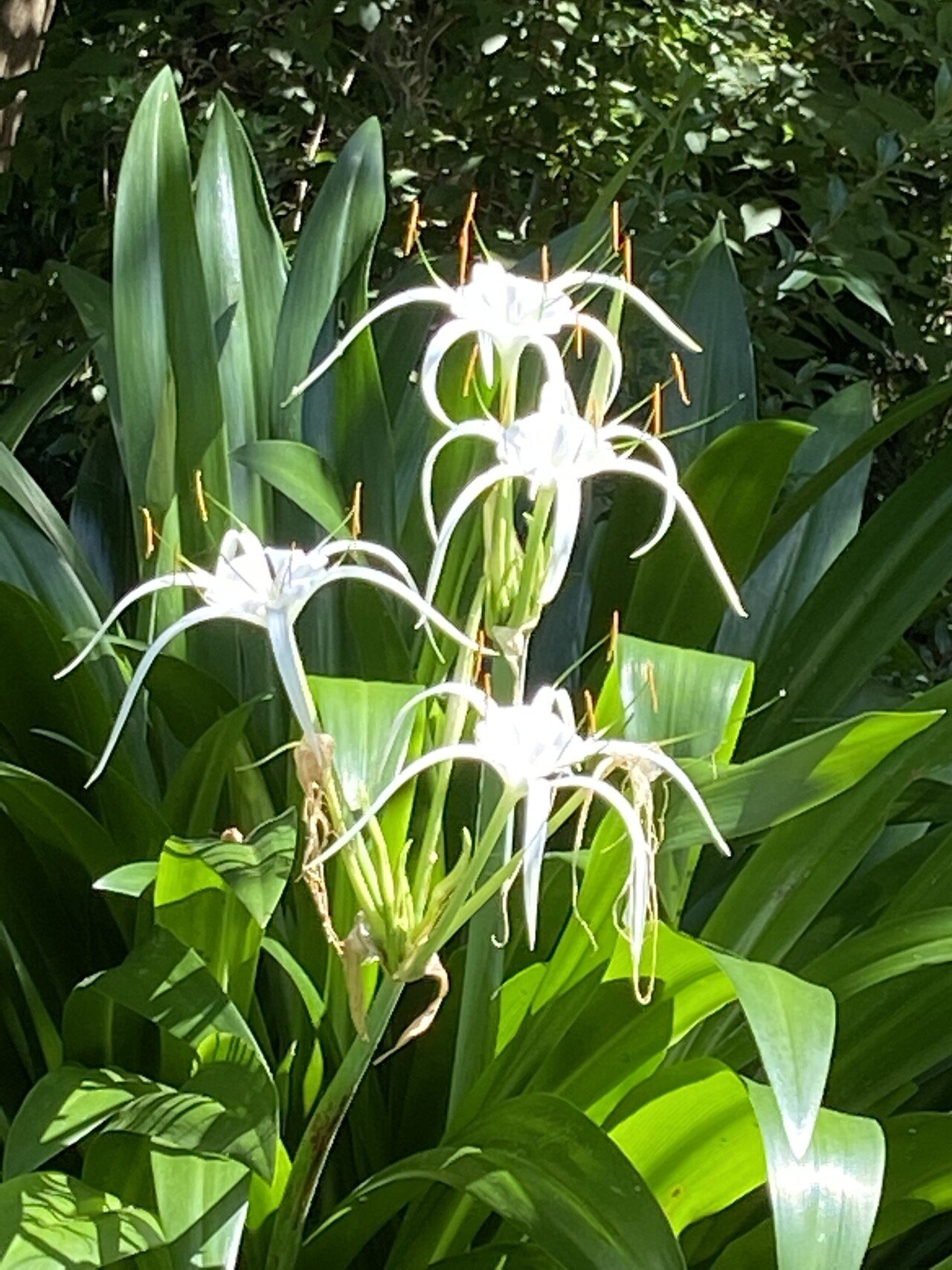 道端で見た花 百合かなと 思ったが違った 花の名前は ハイメノカリスリトトラリ ヒメノカリス属 説明 ハイメノカリスリトトラリスはユニークな形の白い花を咲かせ 花にはバニラのような香りがあり ヒロ Note