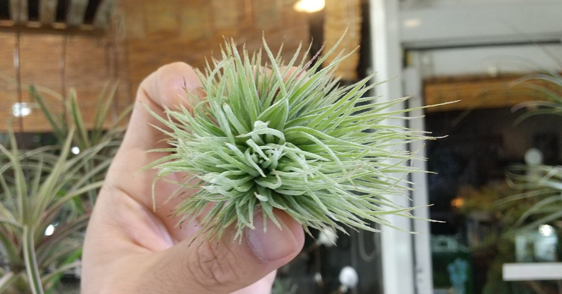 Tillandsia brealitoensis HR