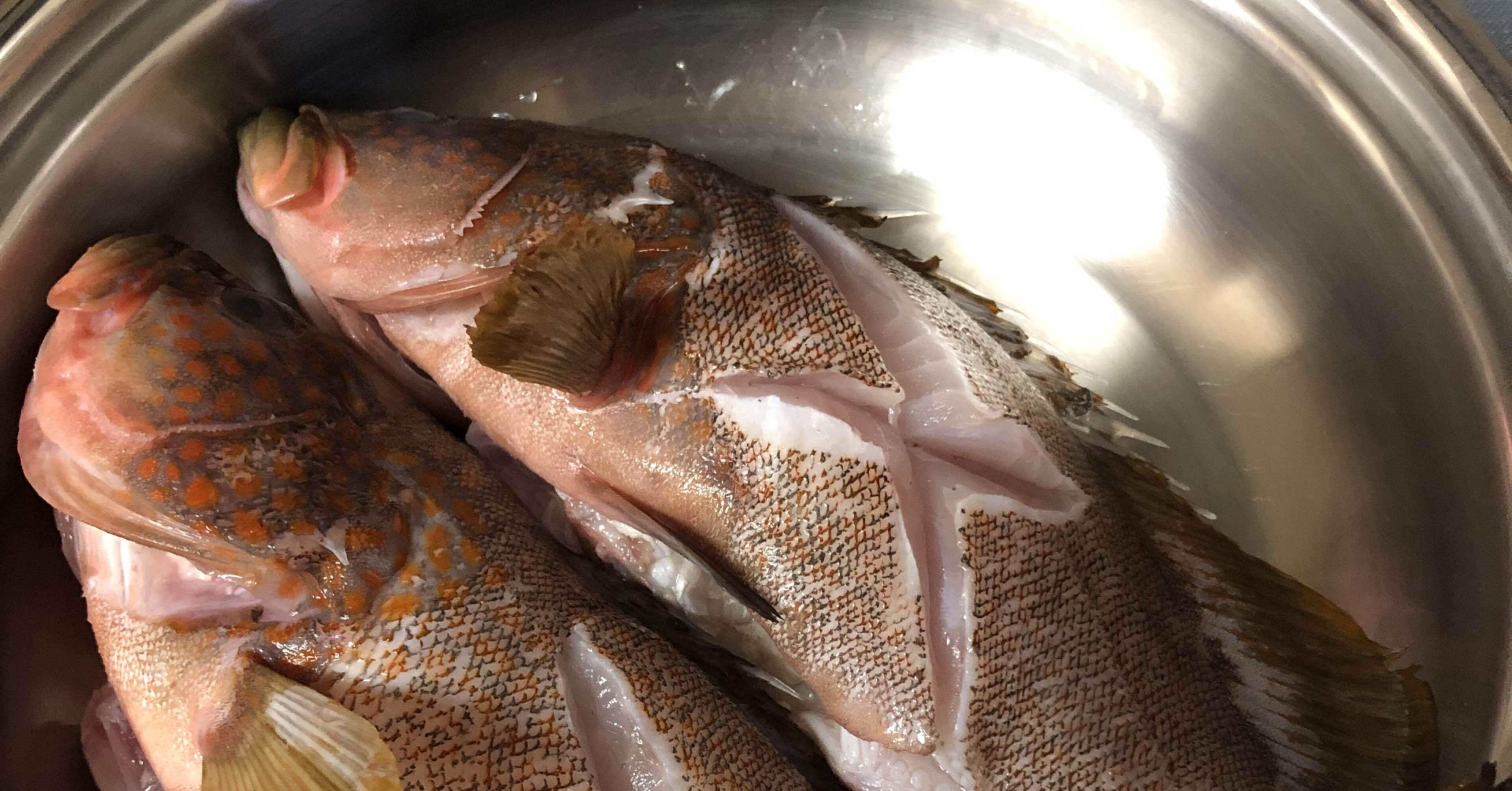 キジハタ かねきょ 漫画 イラスト Note