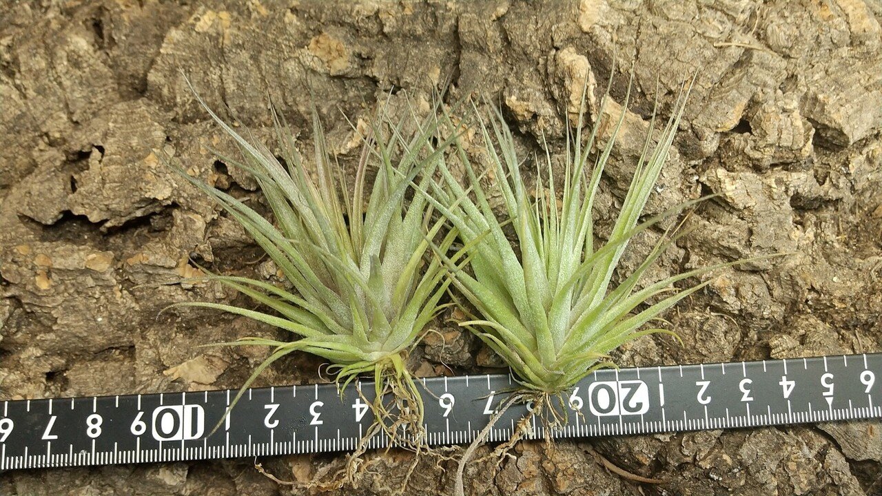 チランジア入荷リスト7/15｜NatureGarden🌿神田 希少 チランジア