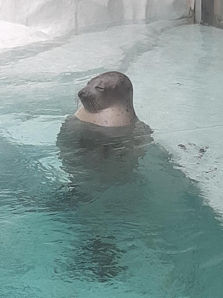 海遊館のアザラシ にしたく Note