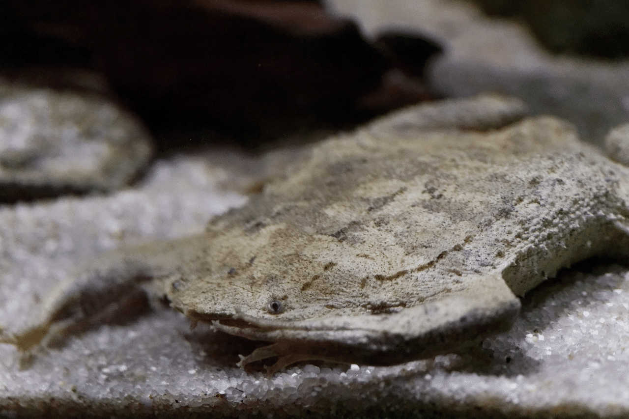 カワスイ 南アメリカゾーン マッター Note