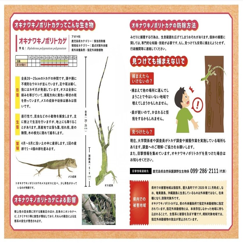 オキナワキノボリトカゲ 世界自然遺産の屋久島に移住して4年目で区長になった話 Note