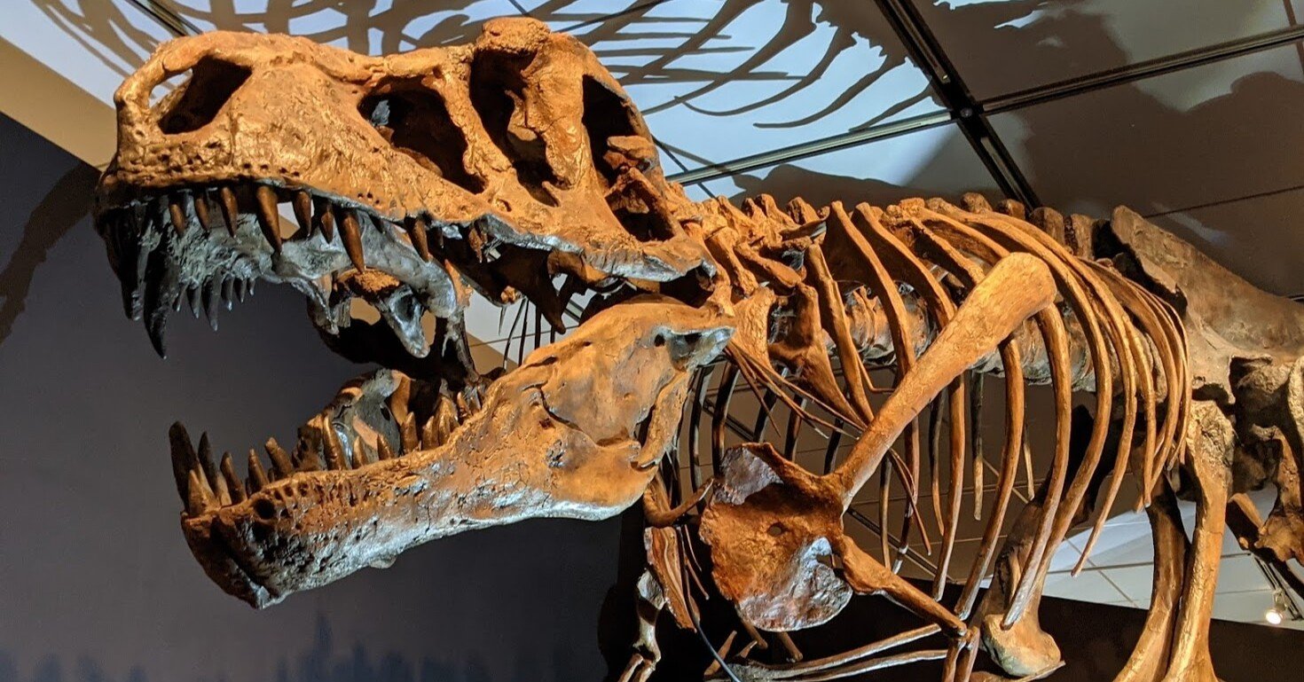 ジュラシック大恐竜展に行ってきました。｜びぶ