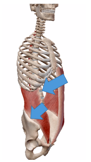 内腹斜筋の触診 加藤淳 Note