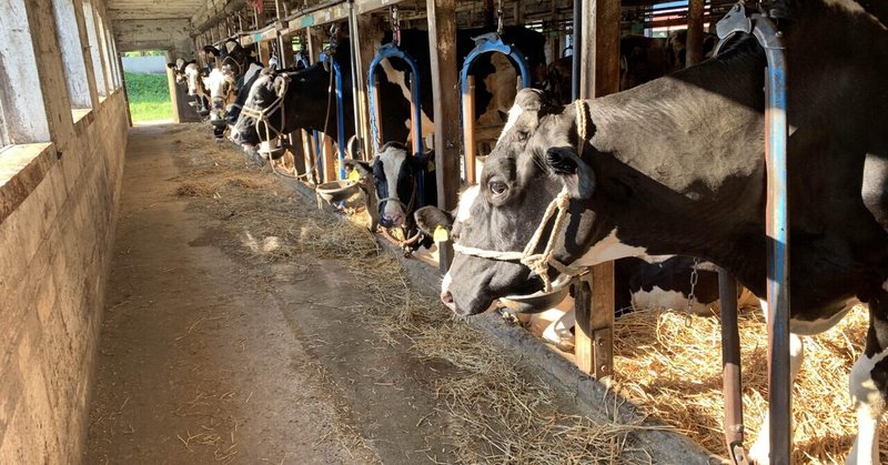 暑い日には牛も塩分多めで。