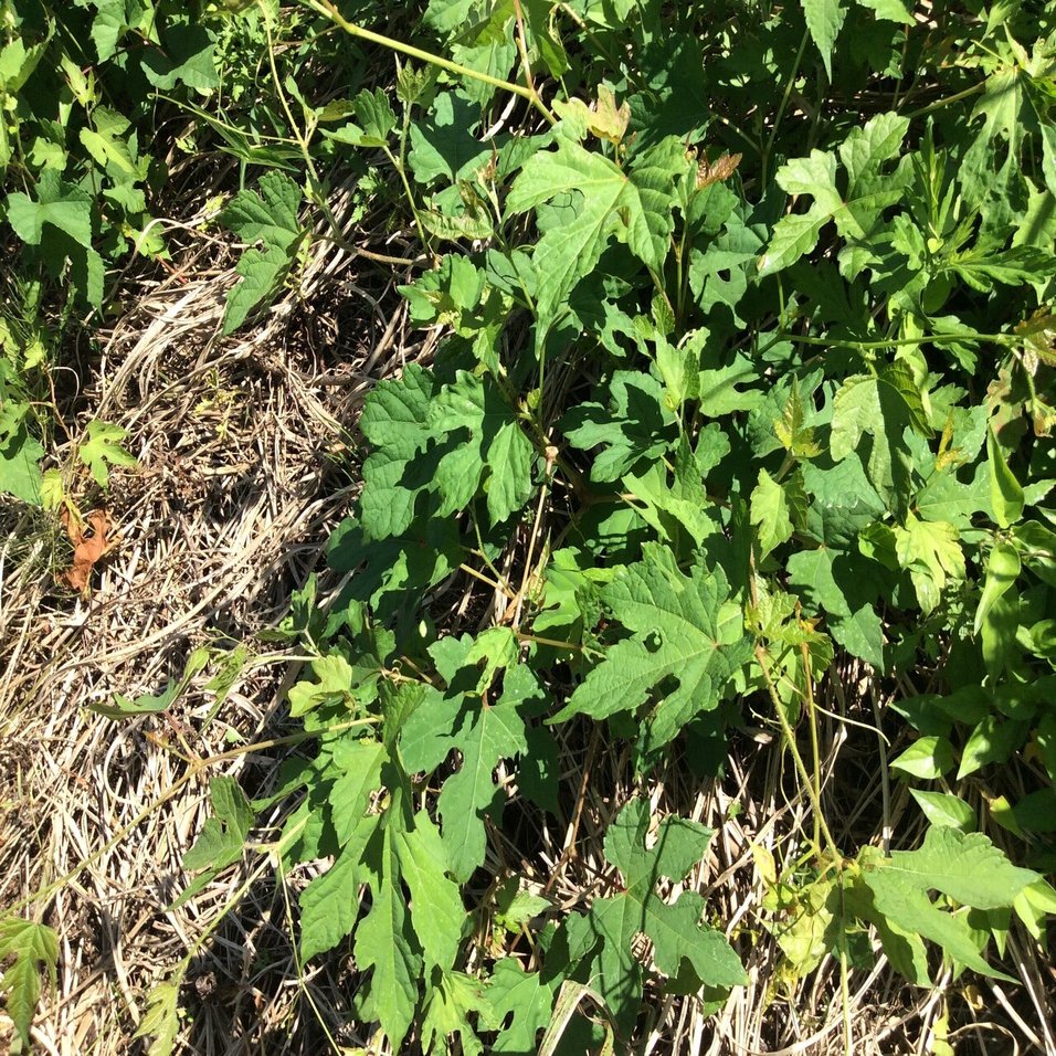 水田の畦畔管理24 つる草への除草剤対応 ゆき Note