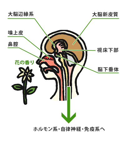 大脳辺縁系