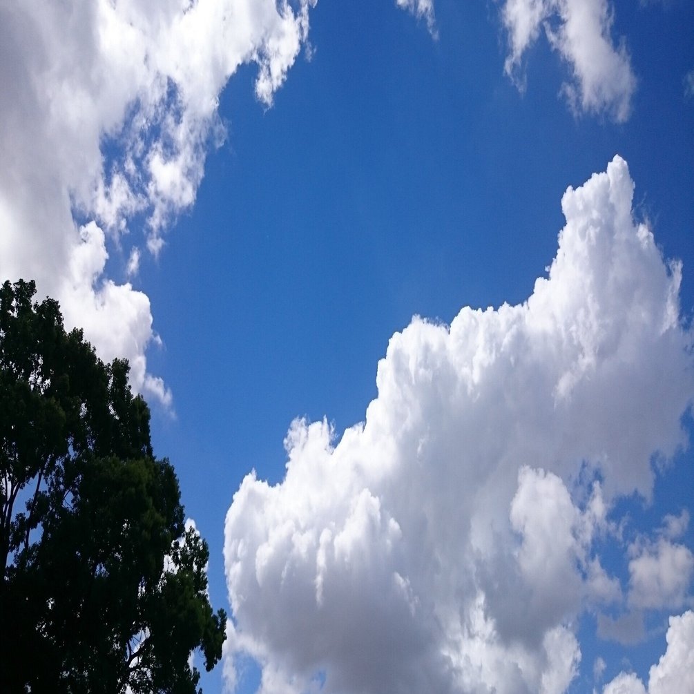 夏休みの宿題 人権作文 読書感想文 自由研究 はこの本に決めた ねこ Note