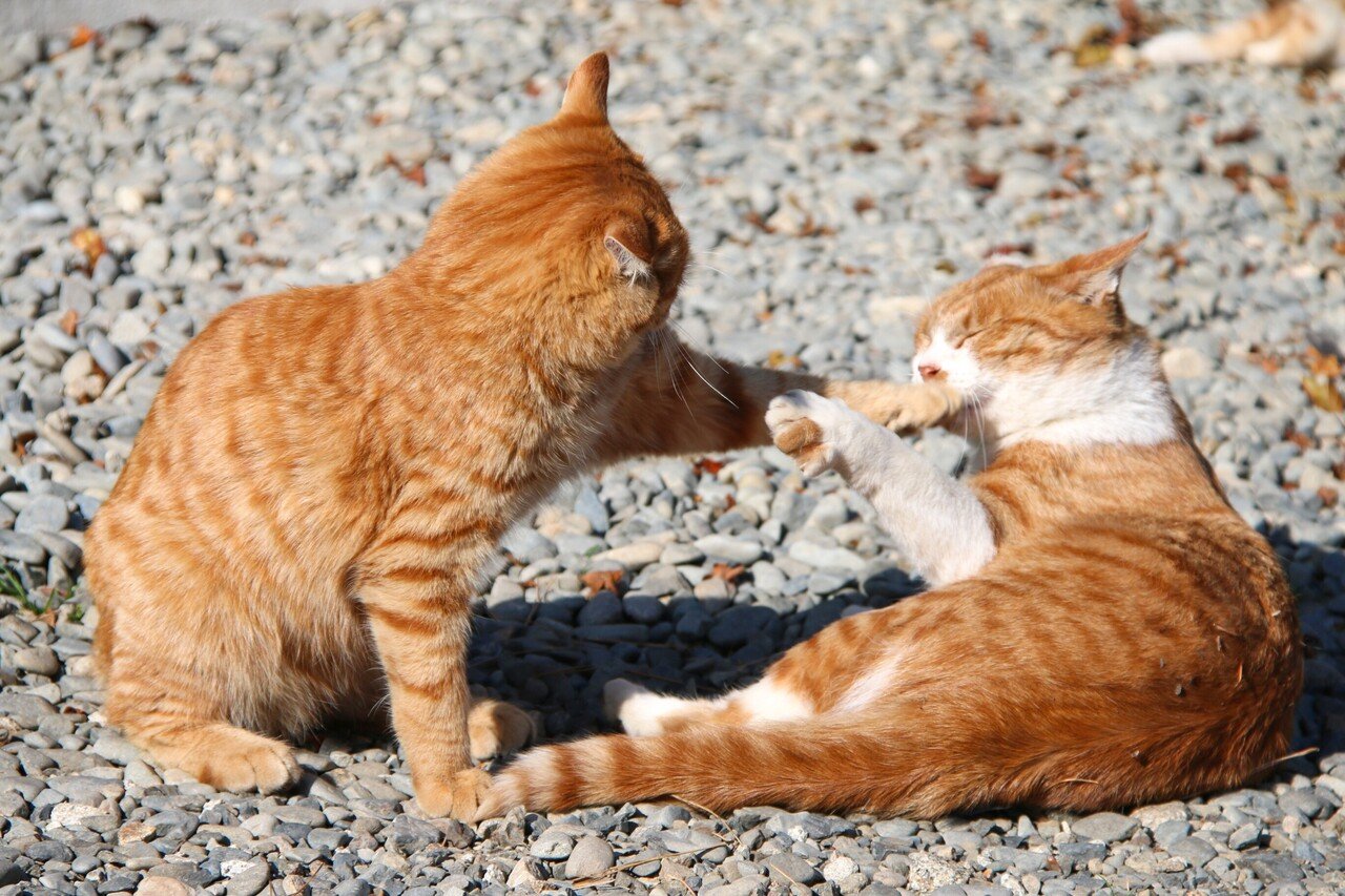 にゃんにゃんマインドセット｜土屋洋一｜note