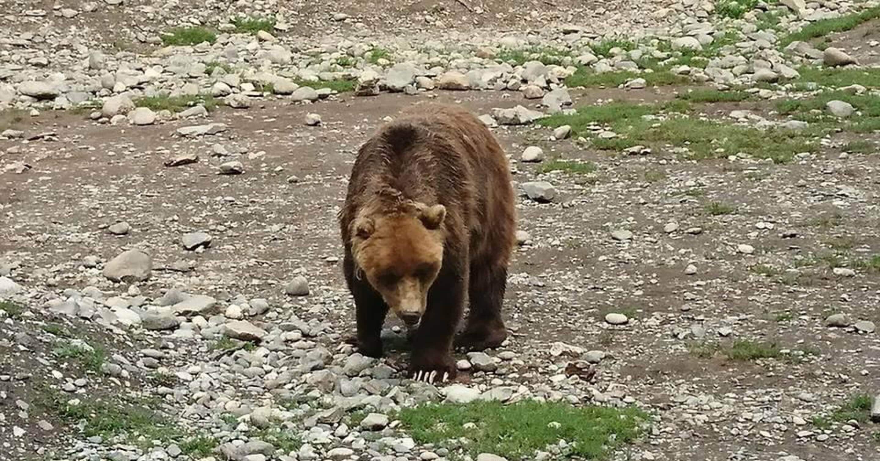 私がアラスカで学んだこと 自然に命を預けるキャンプ ネットラヂオ旅の鳴る木 Note