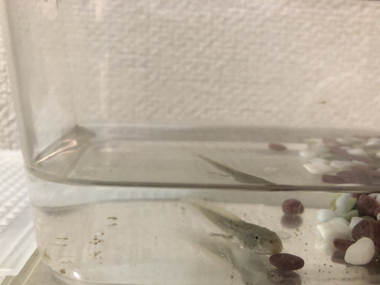転覆して死にそうにみえたおたまじゃくしを蘇生することに成功した話 母になったake Note 転覆して死にそうにみえたおたまじゃくしを蘇生することに成功した話 母になったake Note