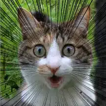 北欧猫