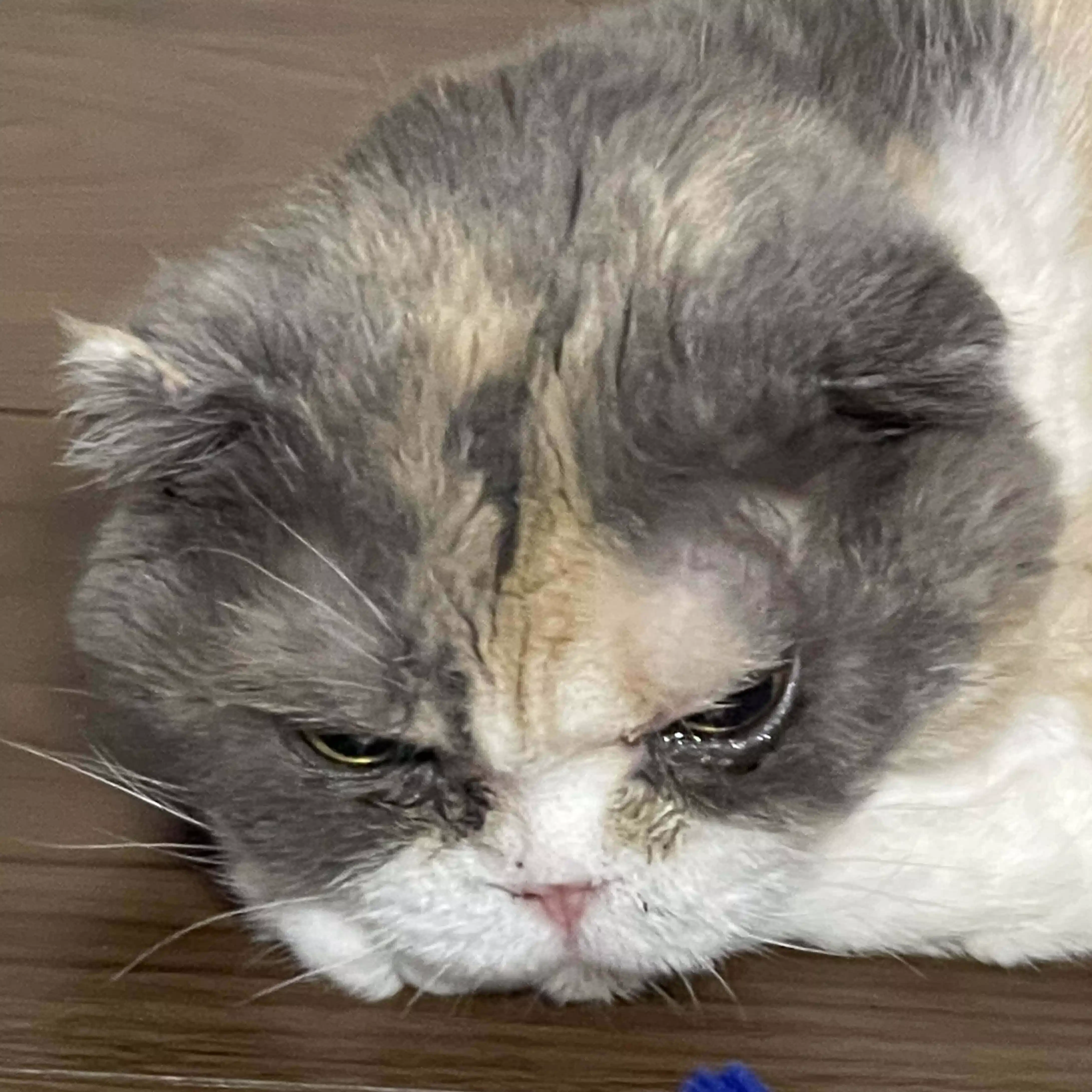 けむ
