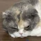 けむ