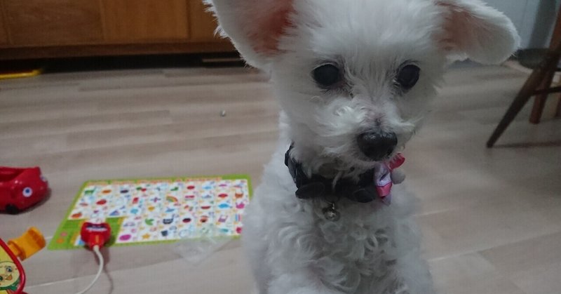 犬を飼うということ の新着タグ記事一覧 Note つくる つながる とどける