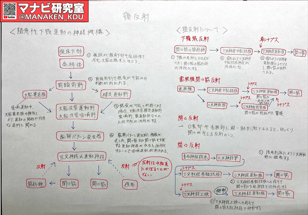 反射は顎でもおこる 九歯大生の講義グラレコ21 マナビ研究室 Note