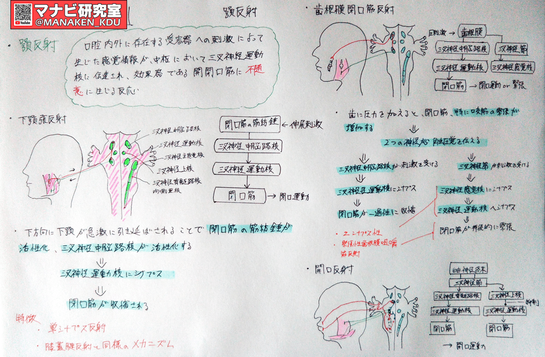 反射は顎でもおこる 九歯大生の講義グラレコ21 マナビ研究室 Note