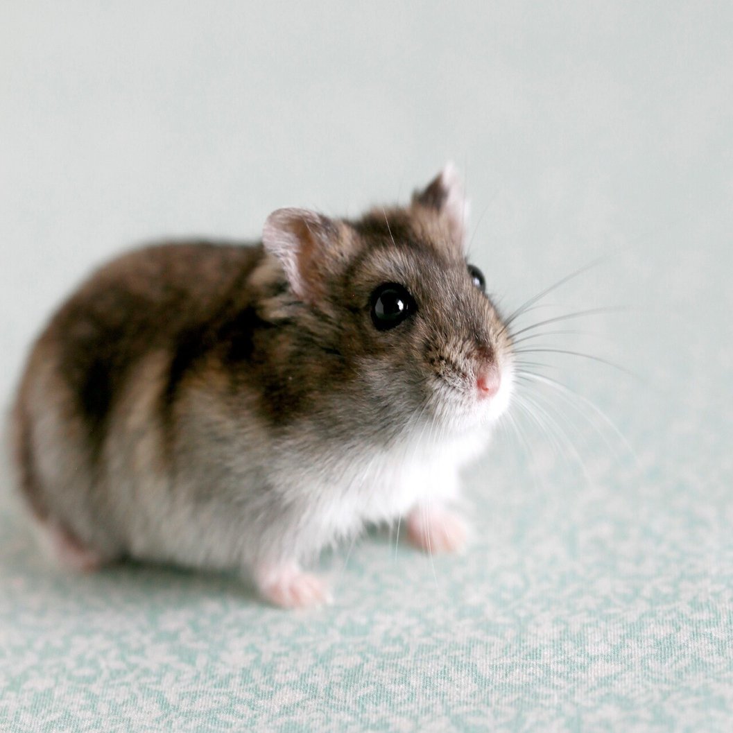 ハムスターは 幸せ を教えてくれる ナツメ社 Note