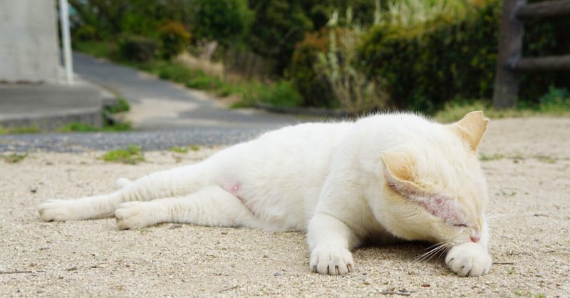 クリーム猫 の新着タグ記事一覧 Note つくる つながる とどける
