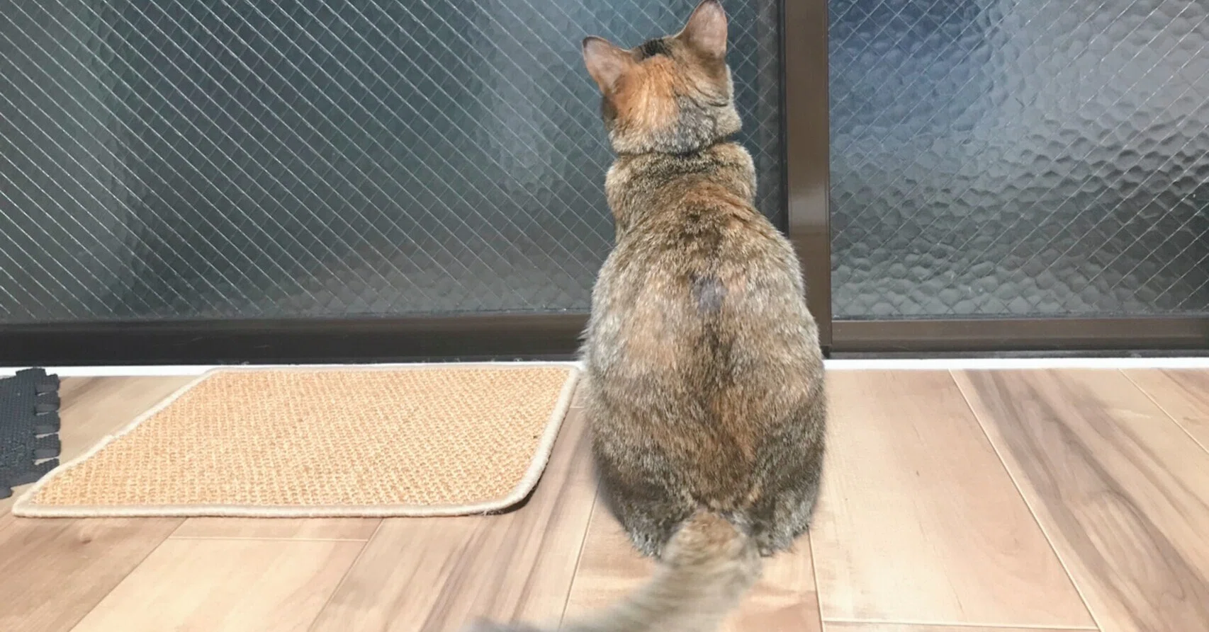 ヤモリが気になるの。｜ウチの猫わさび｜kitaQ-nyan｜note