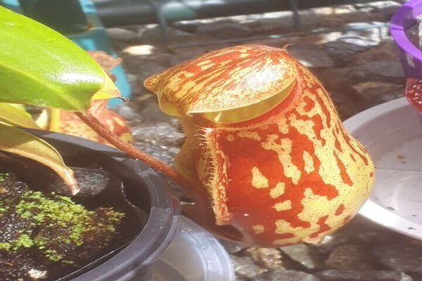 ウツボカズラ の新着タグ記事一覧 Note つくる つながる とどける