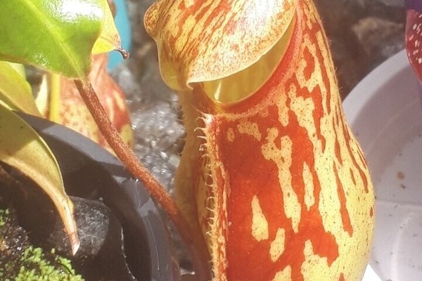 ウツボカズラ の新着タグ記事一覧 Note つくる つながる とどける ウツボカズラ の新着タグ記事一覧 Note つくる つながる とどける