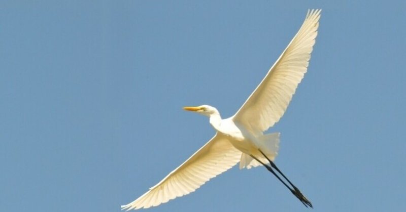 立つ鳥跡を濁さず の新着タグ記事一覧 Note つくる つながる とどける