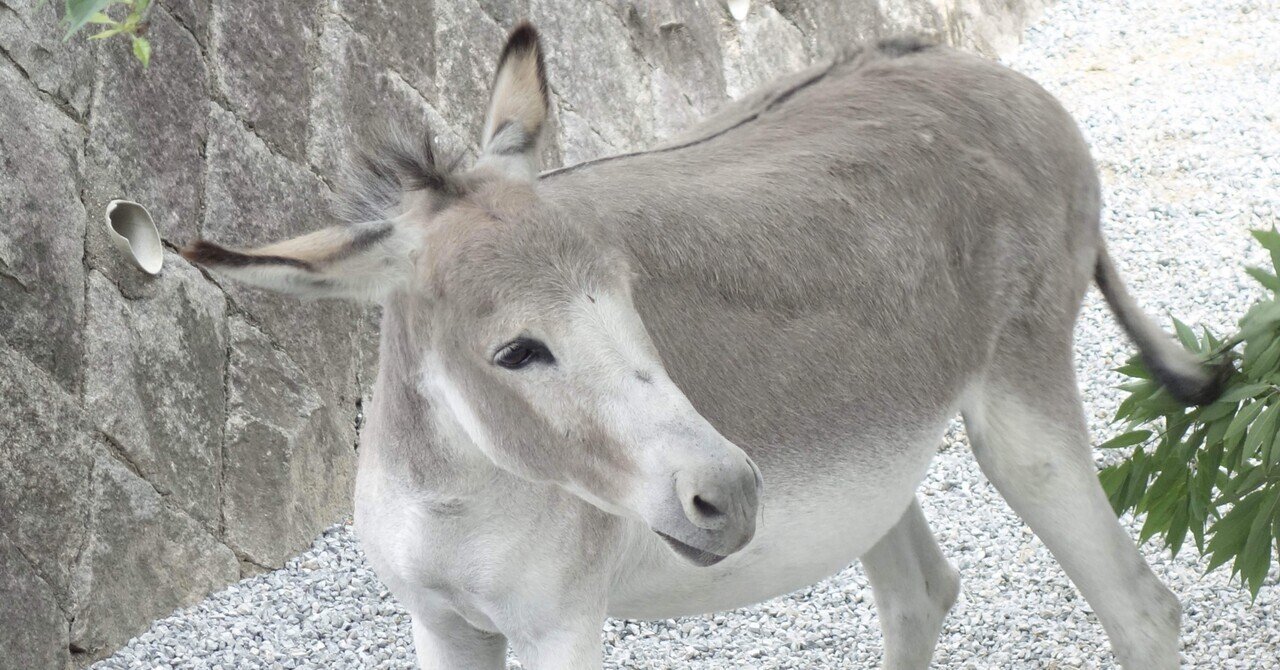 動物園のロバ前で愛を叫ぶ さんちゃん Note 動物園のロバ前で愛を叫ぶ さんちゃん Note