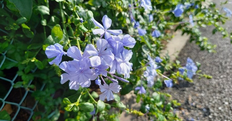 がんばりすぎないで今は大丈夫🌱【おうし座♉オンリー占い】7月21日(水)