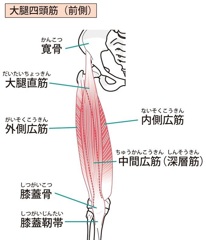 大腿四頭筋　筋肉　解剖