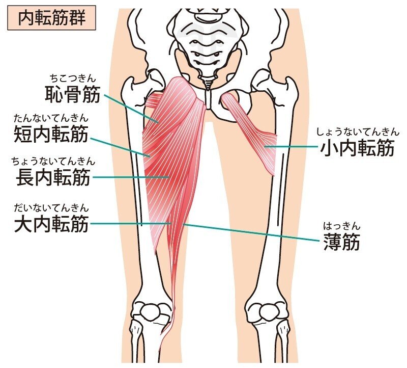 大腿四頭筋　筋肉　解剖　内転筋