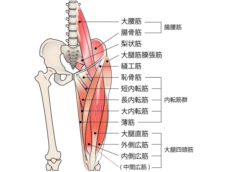 大腿四頭筋　筋肉　解剖　内転筋　