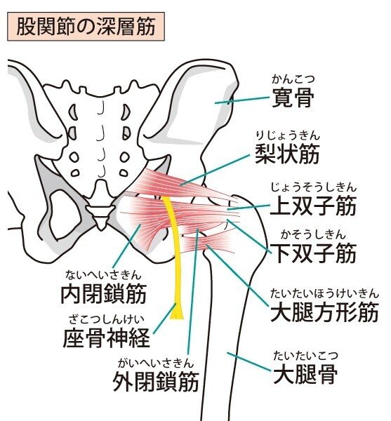 大腿四頭筋 筋肉 解剖 内転筋 ハムストリングス
