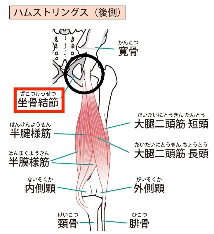 大腿四頭筋　筋肉　解剖　内転筋　ハムストリングス