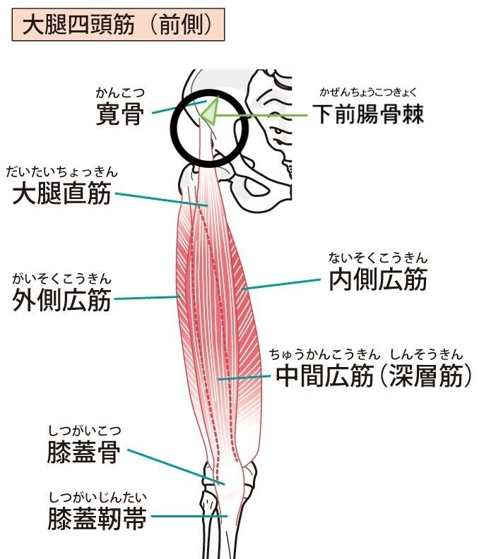 大腿四頭筋　筋肉　解剖　内転筋　ハムストリングス