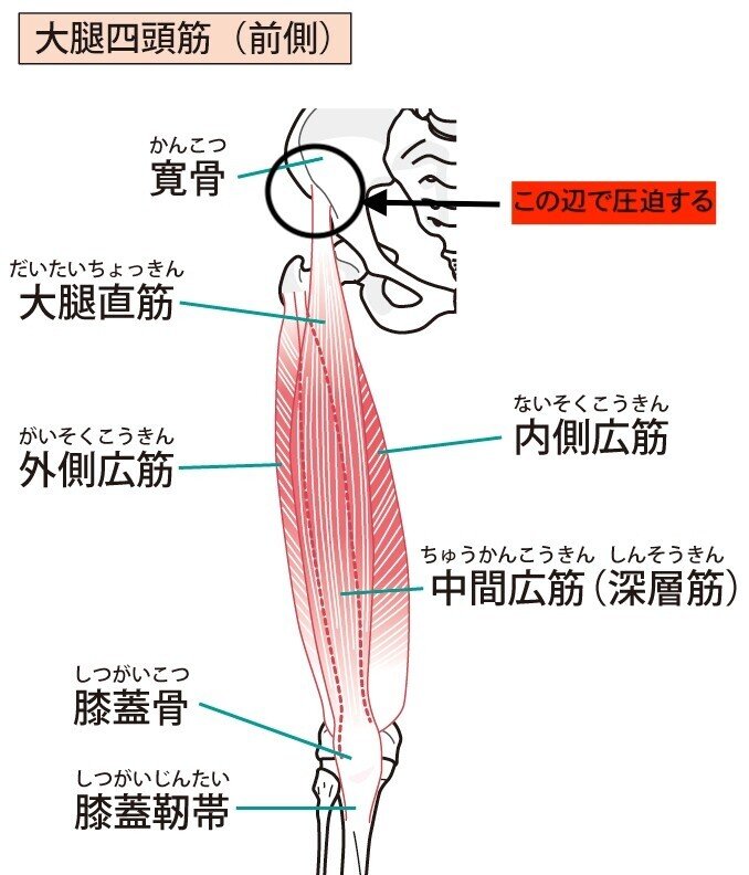 大腿四頭筋　筋肉　解剖　内転筋　ハムストリングス