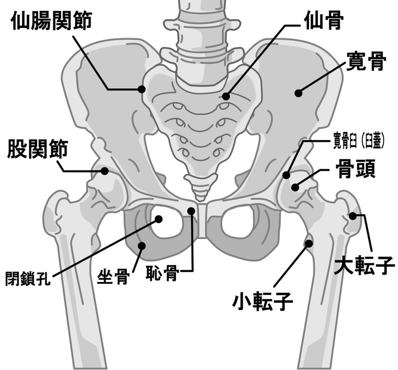 股関節 骨盤 解説