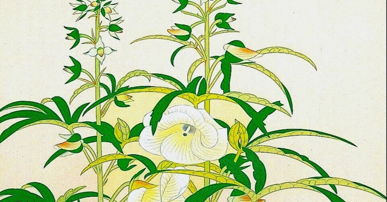 今日のart 黄蜀葵 トロロアオイ 日本画家 土田麦僊 Artoday Chiaki Note 今日のart 黄蜀葵 トロロアオイ 日本画家 土田麦僊 Artoday Chiaki Note