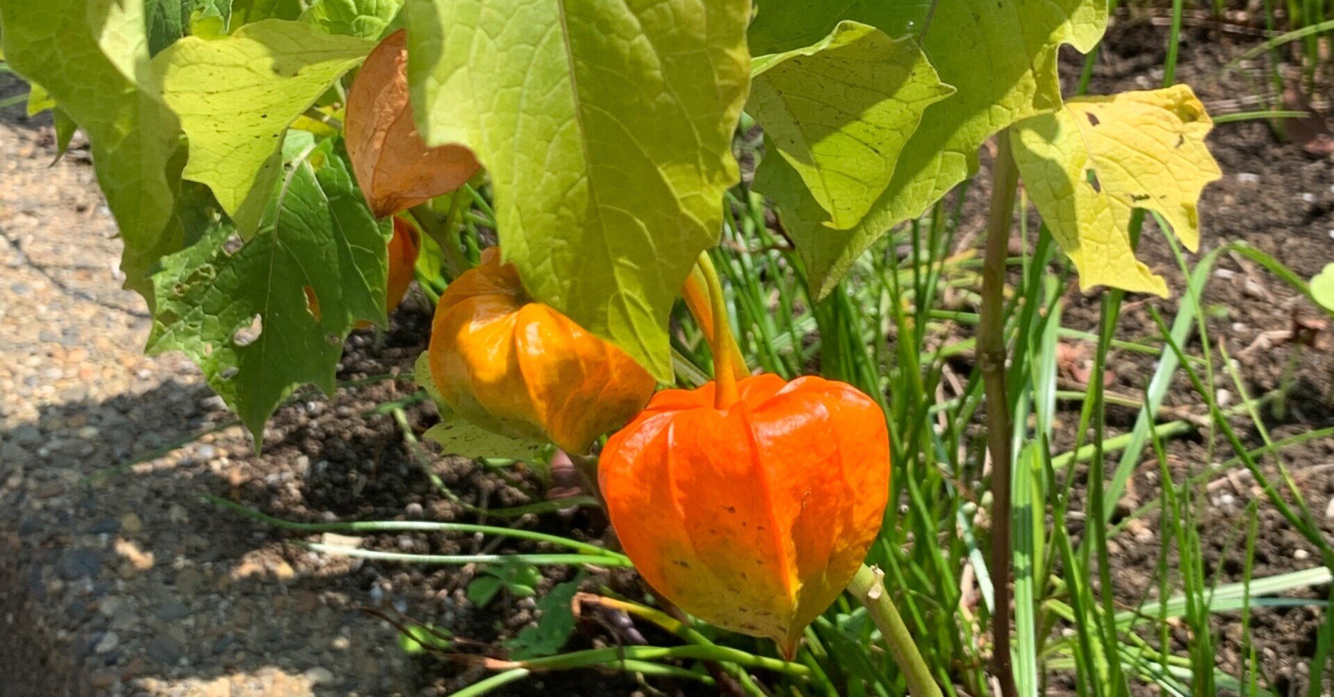 花の写真 26 藤の実とホオズキと可憐な花たち 別の領域 Yoko 思い込みの世界から抜け出そう Note 花の写真 26 藤の実とホオズキと可憐な花たち 別の領域 Yoko 思い込みの世界から抜け出そう Note