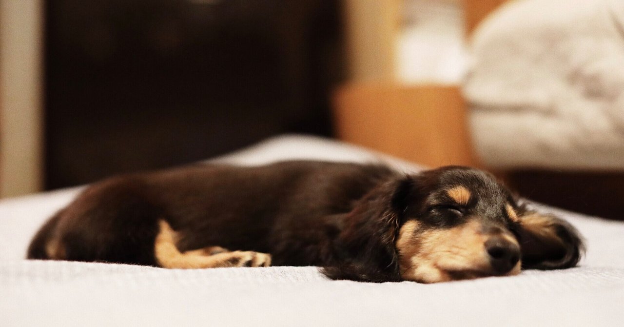 バセットハウンド の新着タグ記事一覧 Note つくる つながる とどける バセットハウンド の新着タグ記事一覧 Note つくる つながる とどける