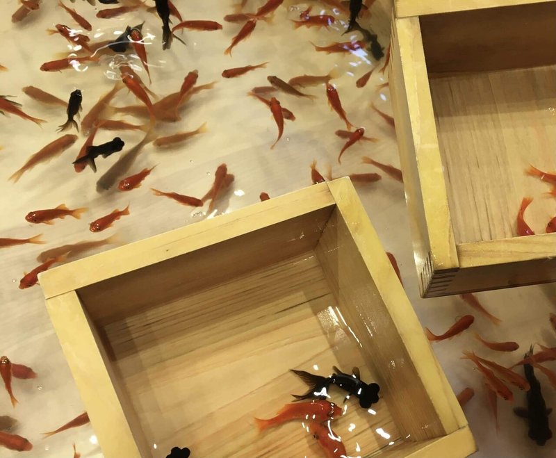 いつかの浅草 金魚すくい 麒麟 Note いつかの浅草 金魚すくい 麒麟 Note
