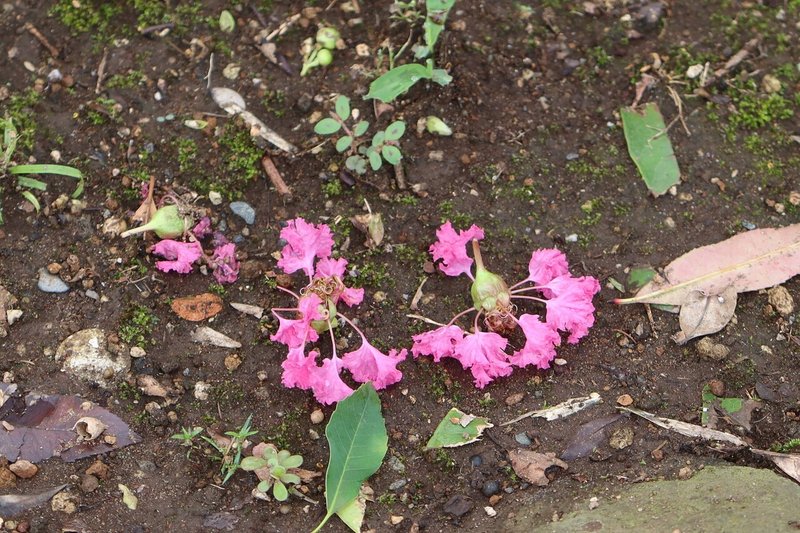 サルスベリの花 Kazaoka Note サルスベリの花 Kazaoka Note
