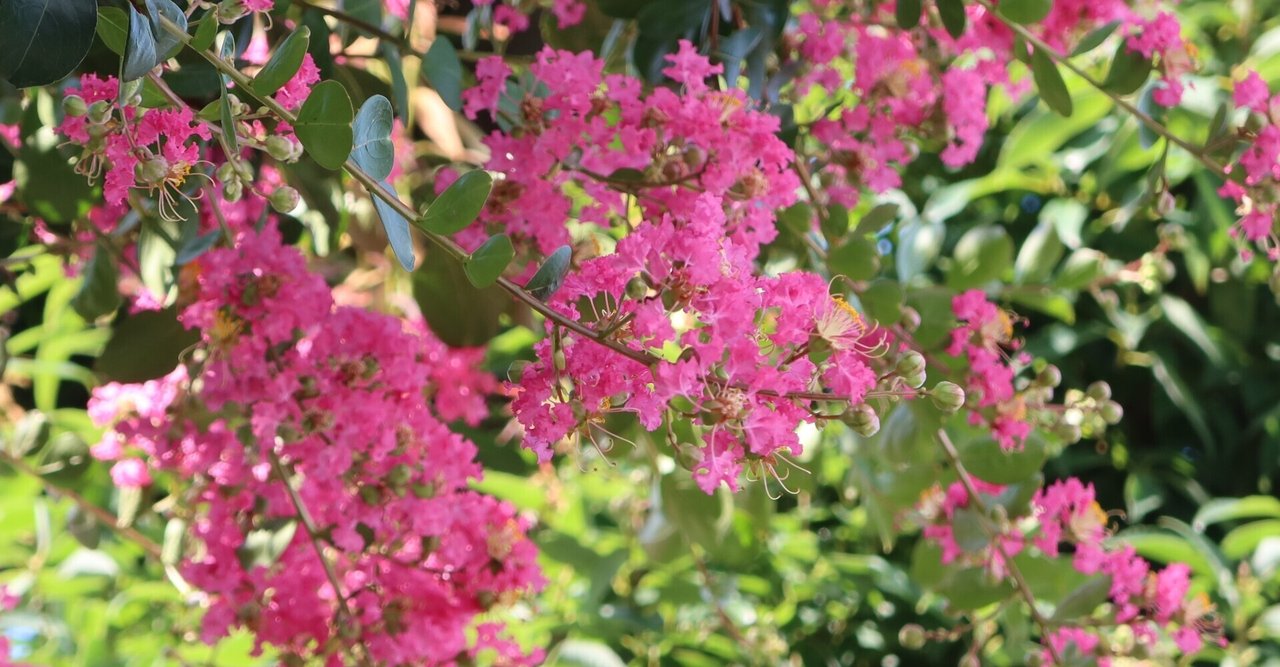 ヒャクジツコウ の新着タグ記事一覧 Note つくる つながる とどける ヒャクジツコウ の新着タグ記事一覧 Note つくる つながる とどける