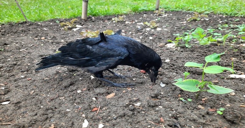 カラスとオキシトシン かぁ 火 曜日はカラスのジュ ル あとりえ あっしゅ Atelier H Note カラスとオキシトシン かぁ 火 曜日はカラスのジュ ル あとりえ あっしゅ Atelier H Note