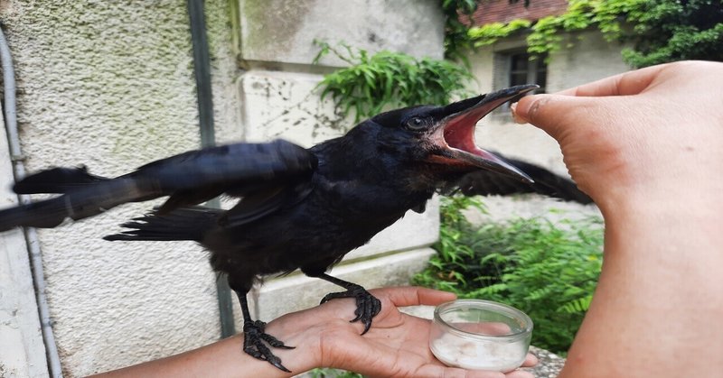 カラスとオキシトシン かぁ 火 曜日はカラスのジュ ル あとりえ あっしゅ Atelier H Note カラスとオキシトシン かぁ 火 曜日はカラスのジュ ル あとりえ あっしゅ Atelier H Note