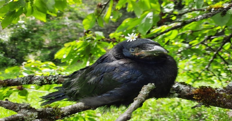 カラスとオキシトシン かぁ 火 曜日はカラスのジュ ル あとりえ あっしゅ Atelier H Note カラスとオキシトシン かぁ 火 曜日はカラスのジュ ル あとりえ あっしゅ Atelier H Note