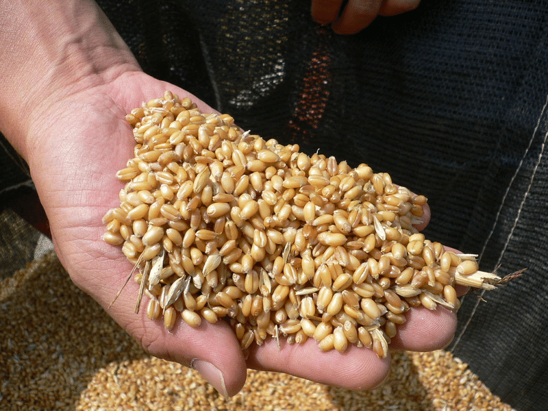 小麦色は黄金色 Hironobu Jinno Note