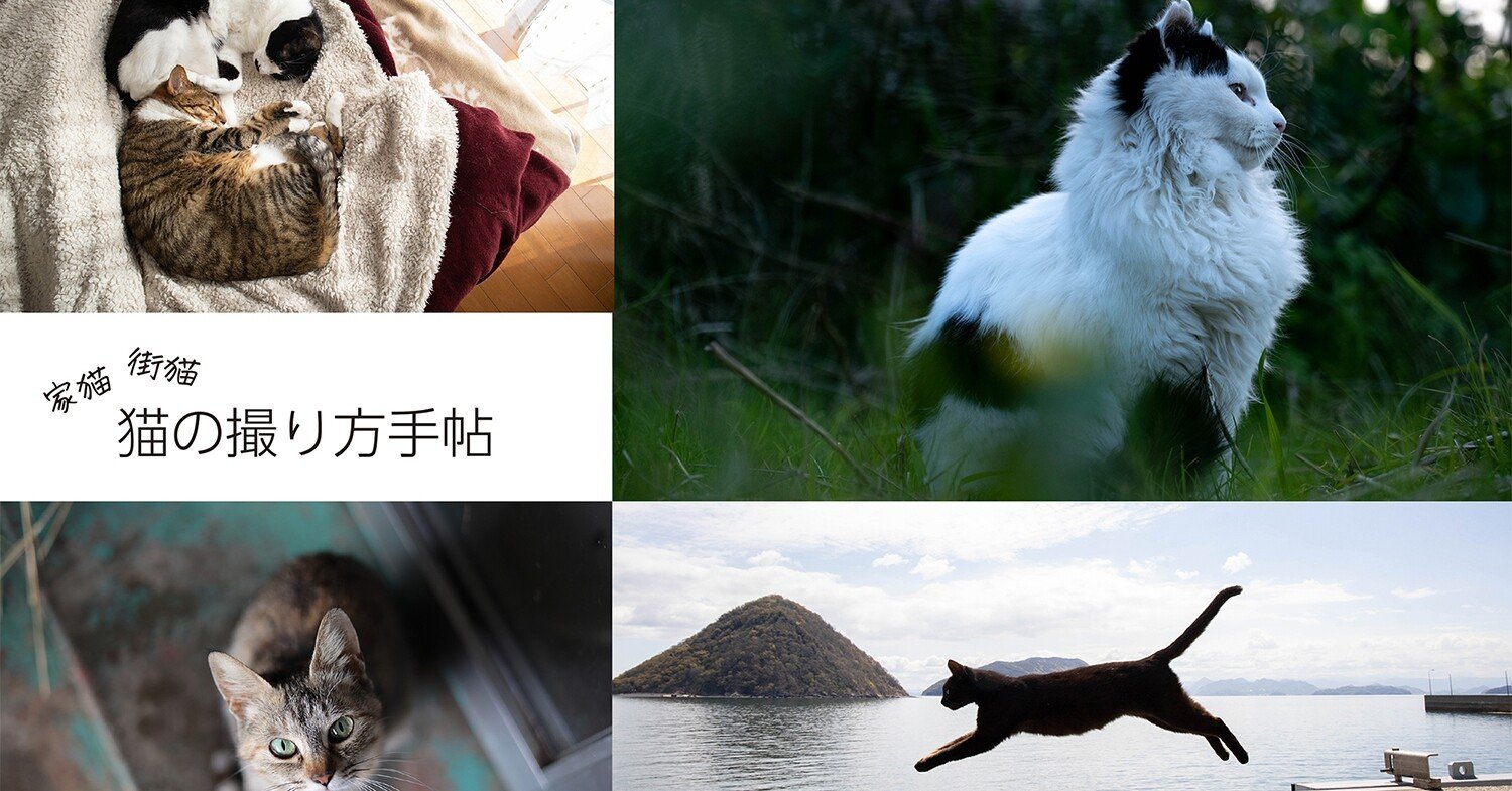 新レッスン 猫の撮り方手帖 スタート 金森玲奈 Note