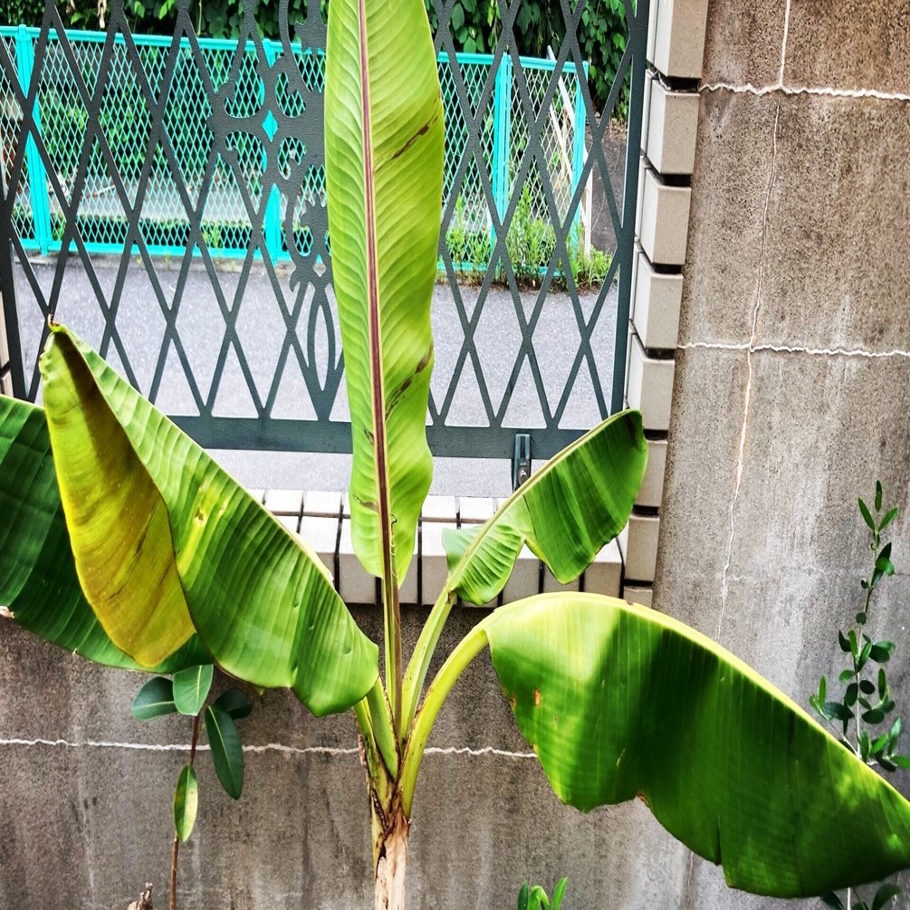 バナナの育て方 成長させるのに重要なポイントの解説 オリーブ農家の日常 Note